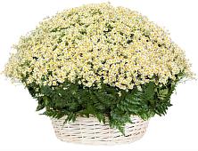 Цветочная композиция из Ромашки в корзине #REPLACE_PRED# Мишкинской